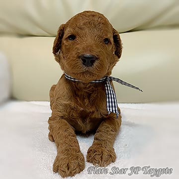 ���b�h �q��